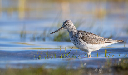 Common Greenshank feeding at a wetland in spring on a migration way
