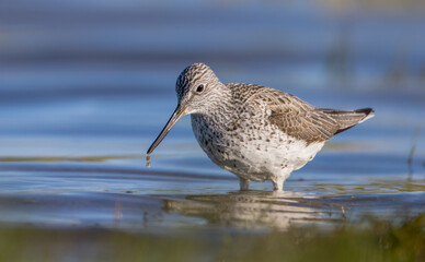 Common Greenshank feeding at a wetland in spring on a migration way