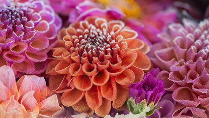 artistic background with close up of arrangement of pink and orange dahlia flowers with frost layer or ice crystals and cold wintery texture
