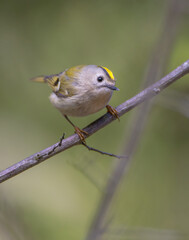 Goldcrest - male bird at forest in spring