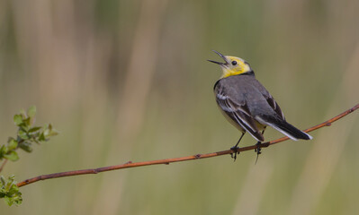 Obraz premium Citrine Wagtail - male bird at a wetland in spring