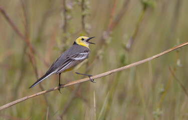 Fototapeta premium Citrine Wagtail - male bird at a wetland in spring