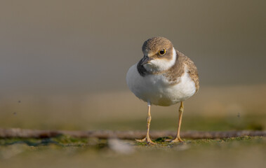Great Ringed Plover - on the autumn migration way on the  sea shore