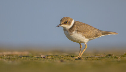 Great Ringed Plover - on the autumn migration way on the  sea shore