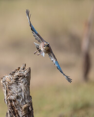 Eurasian Jay - in autumn  at a wetland