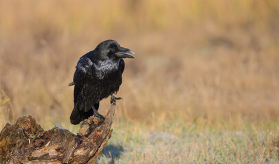 Common Raven - in autumn winter at a wetland