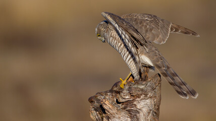 Eurasian Sparrowhawk - male at the wet forest in autumn
