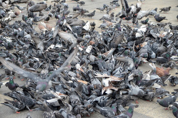 Flock of pigeons on a city square. Many pigeons gathering on the street. Group of street pigeons eating cereal seeds.