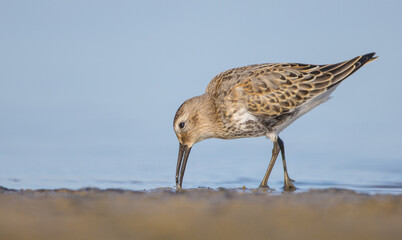 Dunlin - at a seashore on the autumn migration way