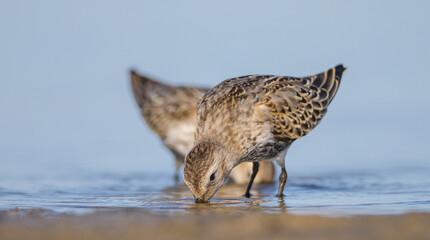 Dunlin - at a seashore on the autumn migration way