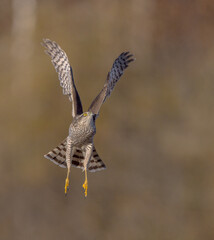 Eurasian Sparrowhawk - male at the wet forest in autumn