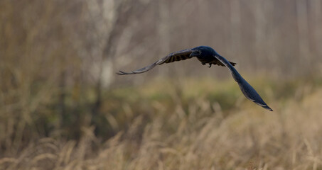 Common Raven - in autumn winter at a wetland