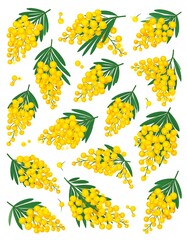 Golden Wattle Flower Illustration - A Vibrant Floral Pattern for Spring.
