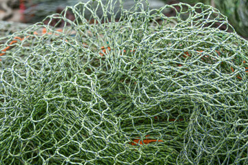 The green fishing nets on the beach