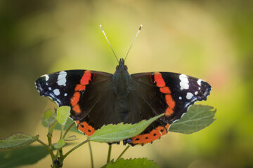 Rusałka admirał z rozłożonymi skrzydłami na zielonym liściu, barwny motyl w ogrodzie.