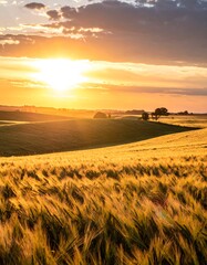 Golden Wheat Field at Sunset - A Serene Landscape.