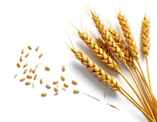Golden Wheat Stalks and Grains on White Background.