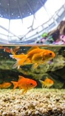 Goldfish Swimming in Aquarium with Gravel Bottom and Bright Light.