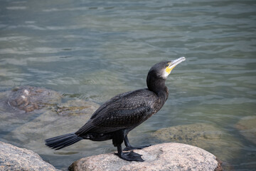 Cormorant perched on a stone by the water