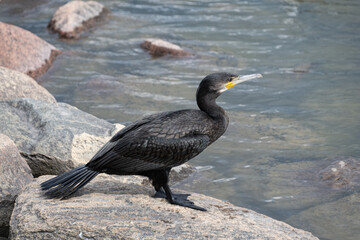 Cormorant perched on a stone by the water