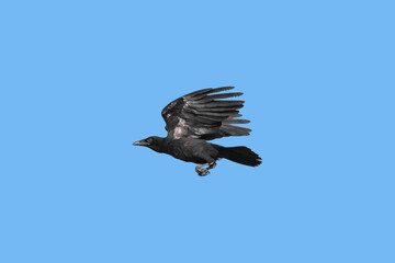 A young black crow (Corvus corone) in flight against a blue sky
