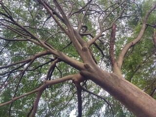 view from under a large tree with a sturdy trunk and long branches spreading in all directions