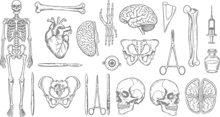 Vintage Medical Anatomy Illustrations Collection
