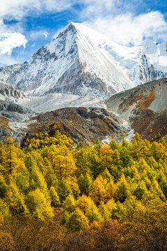 Yellow pine forest with snow mountains in the background at Yading Nature Reserve