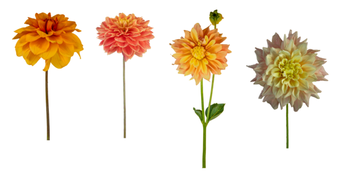 Dahlia flower and stems - Isolated PNG file of side-on images of 4 different dahlia flowers and stems in pale orange or peach shades