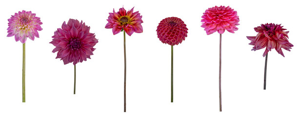 Dahlia flower and stems - Isolated PNG file of side-on images of 6 different dahlia flowers and stems in pink shades