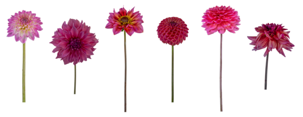 Dahlia flower and stems - Isolated PNG file of side-on images of 6 different dahlia flowers and stems in pink shades