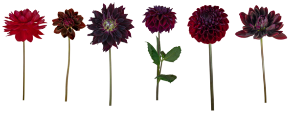 Dahlia flower and stems - Isolated PNG file of side-on images of 6 different dahlia flowers and stems in red shades