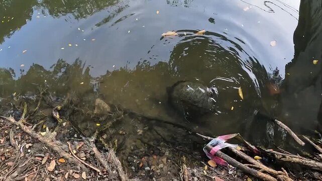 Close-up view of an Asian water monitor lizard resting in the water right next to the bank, surrounded by tangled tree roots and fallen leaves in a tropical park in Bangkok, Thailand.