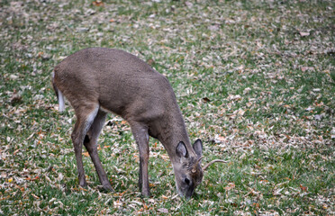 SE Michigan spike horn buck and 6-point buck.
