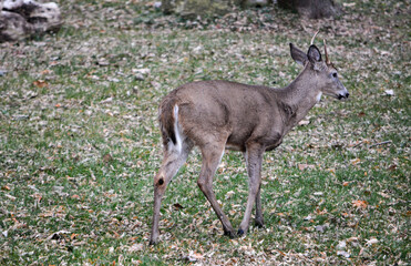 SE Michigan spike horn buck and 6-point buck.