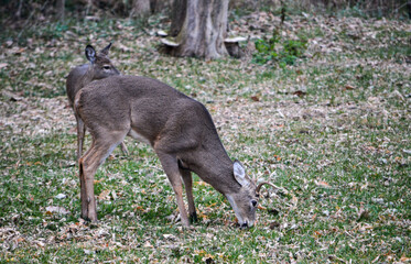 SE Michigan spike horn buck and 6-point buck.