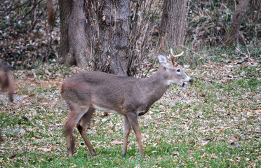 SE Michigan spike horn buck and 6-point buck.