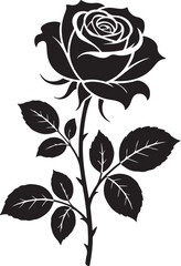 black rose vector illustration