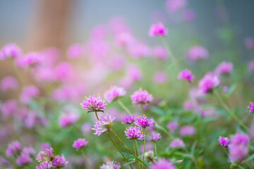 Fototapeta premium Globe amaranth or Gomphrena globosa flower blooming in the garden. The globe amaranth flower is intentionally planted in the city park. flowers on the meadow blooming in the morning