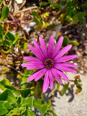 A vibrant purple daisy-like flower with a dark center, surrounded by green leaves.