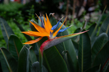 Obraz premium Blooming plant Strelitzia reginae. Beautiful orange flower with green leaves. Tropical exotic flower. Closeup of Bird of Paradise. Floral background wallpaper
