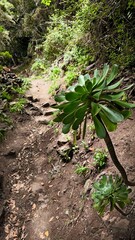Wild Aeonium succulent plants along shaded hiking trail in dense laurel forest, Anaga mountains, Tenerife, Canary Islands, Spain