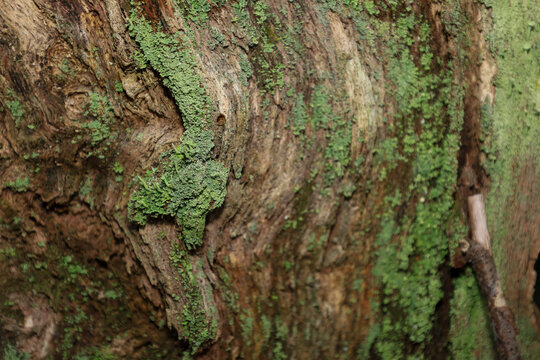This is a detailed macro shot of the texture of old tree bark, whose deep crevices are covered with bright green moss and lichen growths. The bark features rich brown tones and distinct fibers,