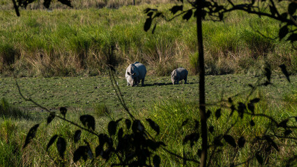 Rhino with calf grazing at Kaziranga National Park in Assam India
