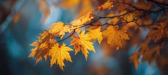 Golden Autumn Leaves - A Serene Branch in the Forest.