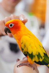parrot