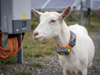 Obraz premium Smart farming concept with a white goat wearing a GPS tracker for sustainable vegetation management at a solar energy farm
