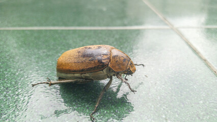Close-up macro view of a large, brown scarab beetle (June bug) crawling on a green tile, suitable for design and conceptual use in articles about insect pests, garden problems, and nature studies.