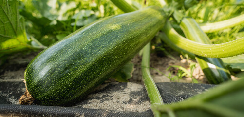 Fresh zucchini growing on organic farm soil, close-up vegetable cultivation
zucchini, courgette, vegetable, organic vegetables, fresh produce, farm vegetables, crop cultivation, vegetable farming, org