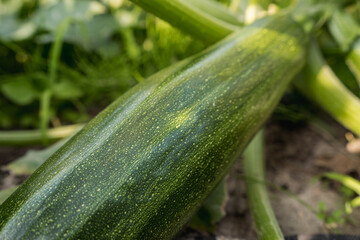 Fresh zucchini growing on organic farm soil, close-up vegetable cultivation
zucchini, courgette, vegetable, organic vegetables, fresh produce, farm vegetables, crop cultivation, vegetable farming, org